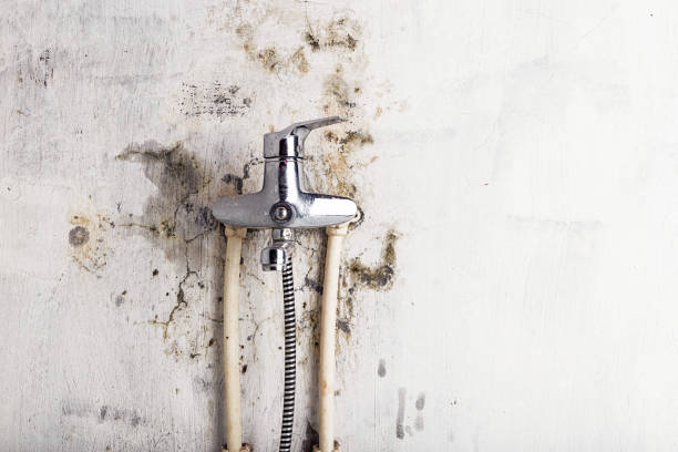Best Residential Mold Remediation in Homestead Meadows South, TX