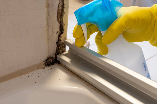 Best Basement Mold Remediation in Homestead Meadows South, TX