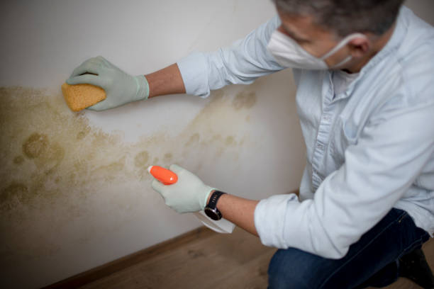 Best Mold Remediation for Schools in Homestead Meadows South, TX