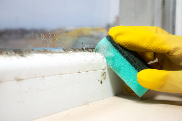 Best Basement Mold Remediation in Homestead Meadows South, TX