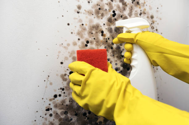 Best Attic Mold Remediation in Homestead Meadows South, TX