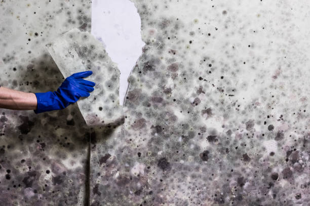 Best Preventive Mold Services in Homestead Meadows South, TX