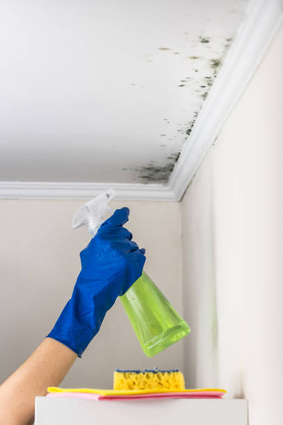 Best Basement Mold Remediation in Homestead Meadows South, TX
